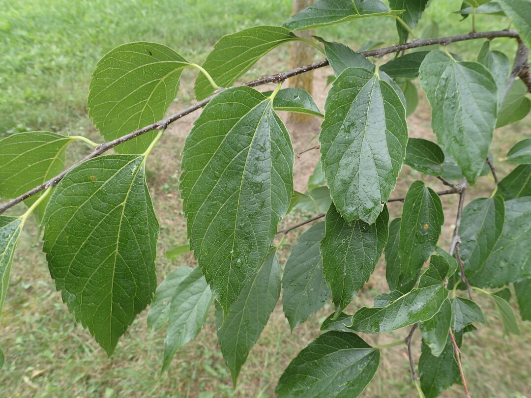 Detail Bltter (Celtis occidentalis)