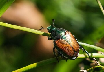 Behrden bitten die Bevlkerung, verdchtige Kferfunde zu melden, um den Quarantneschdling mit breitem Wirtspflanzenspektrum rasch ausrotten zu knnen. 