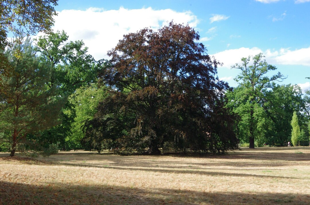 Erstmals liegt fr ganz Deutschland ein Klima-Parkschadensbericht vor, ermglicht durch fachliche und finanzielle Frderung der Deutschen Bundesstiftung Umwelt (DBU). Fazit: Historische Parks sind im Klimastress. Betroffen ist etwa auch der Neue Garten in Potsdam