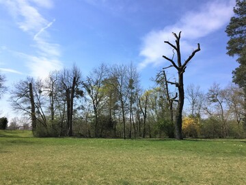 Premiere Parkschadensbericht: Der durch Frderung der Deutschen Bundesstiftung Umwelt (DBU) ermglichte Report von Forscherinnen und Forschern der TU Berlin untersucht erstmals bundesweit die Folgen der Klimakrise fr Parkanlagen und Grten in Deutschland. Ergebnis: 59 Prozent aller Bume sind beschdigt, manche sogar tot. Stark betroffen ist etwa der Park in Schwetzingen