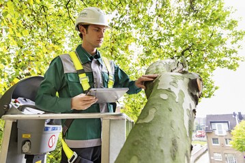 Unterschtzte Bruchgefahr: Jeder vierte Baum ist ein Sicherheitsrisiko 