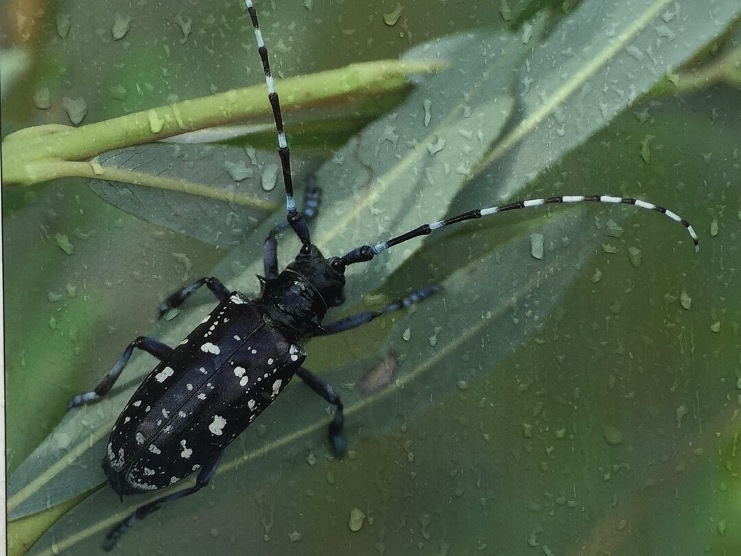 Der asiatische Laubbockkäfer