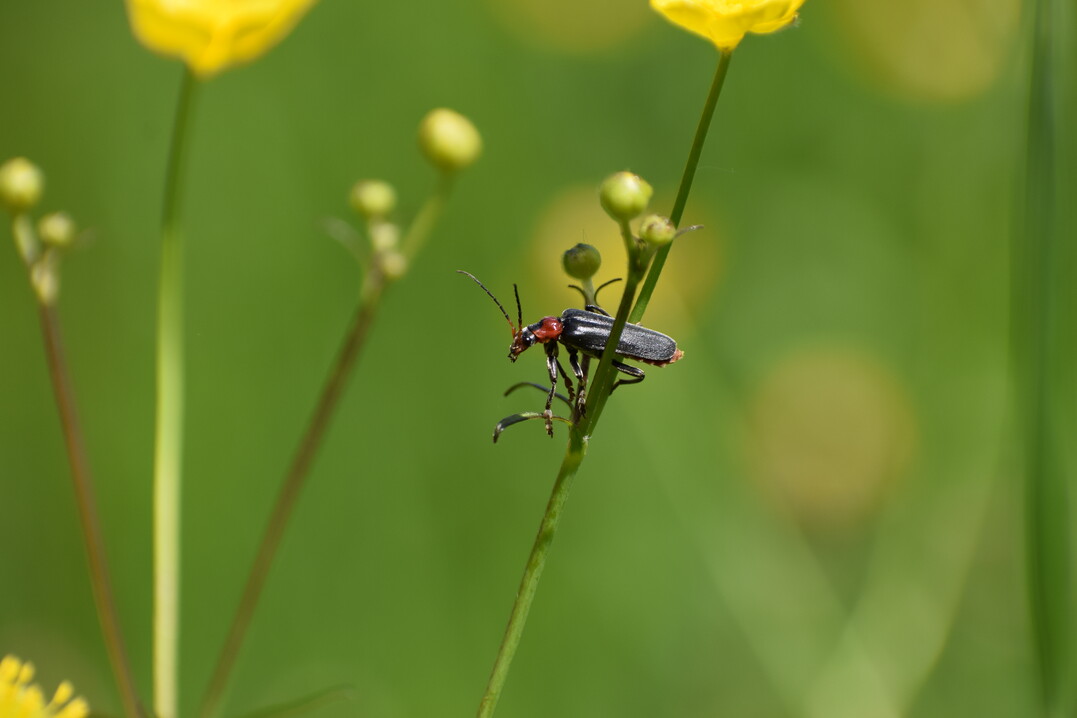 Der Gemeine Weichkäfer fühlt sich im hohen Aufwuchs – wie in den Roughs von Golfplätzen – wohl.