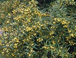 Berberis ‘Klugowski’