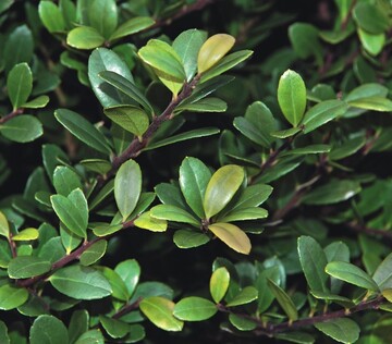Ilex crenata Dark Green