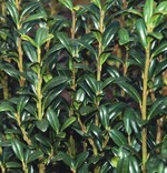 Ilex crenata ‘Fastigiata’