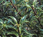 Ilex aquifolium ‘Myrtifolia’