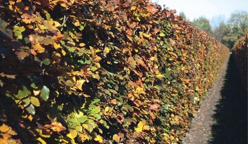 1 Prchtige Hainbuchenhecke im Herbst
