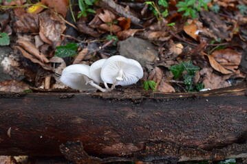 Der Beringte Schleimrbling