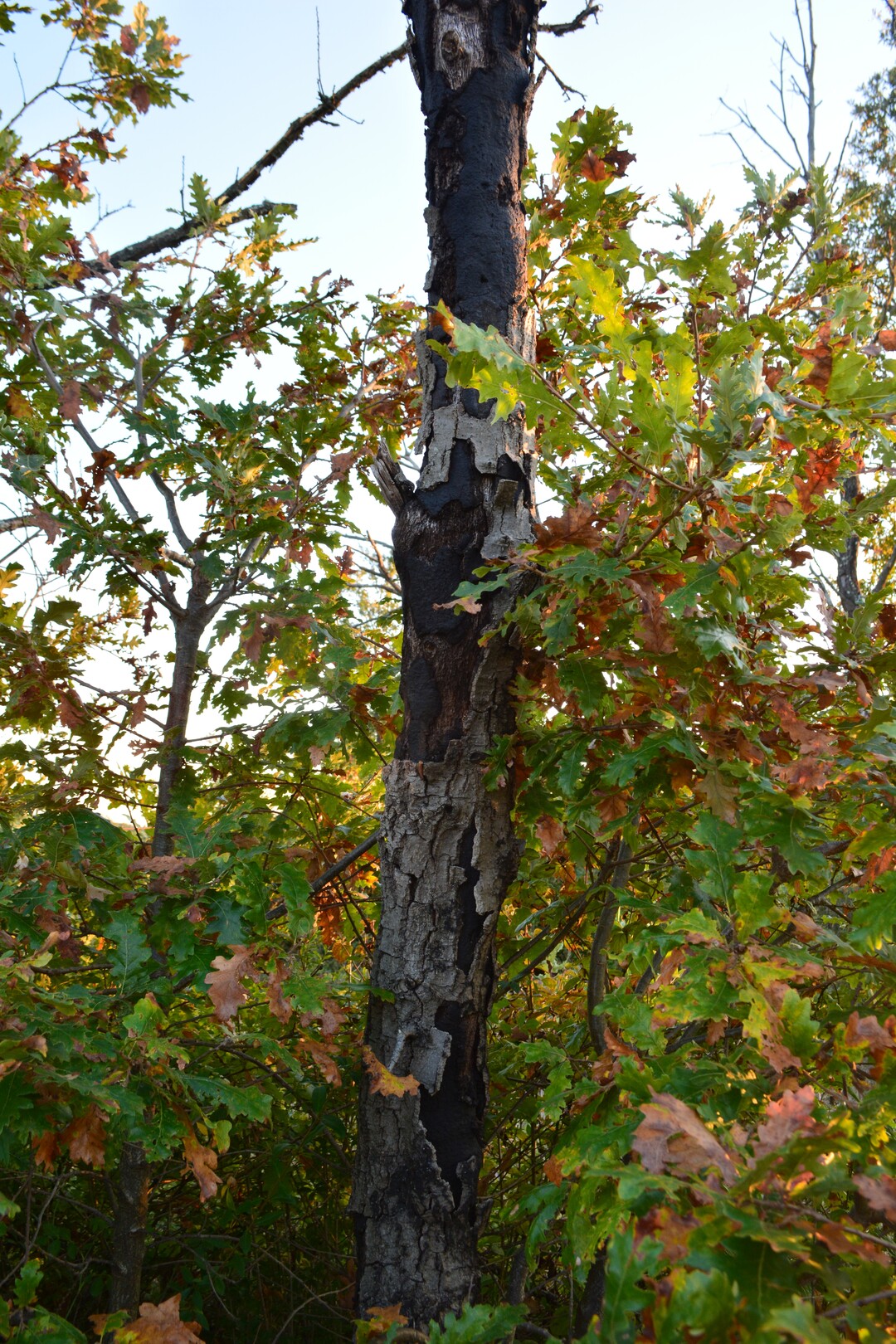 Biscogniauxia mediterranea