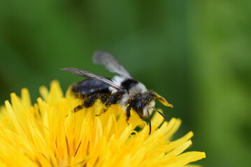 Das neues Projekt BieNe im Bundesprogramm Biologische Vielfalt frdert Insektenvielfalt im urbanen Raum.