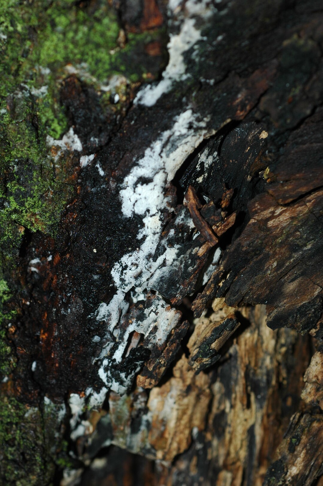 Weies Lappenmyzel
