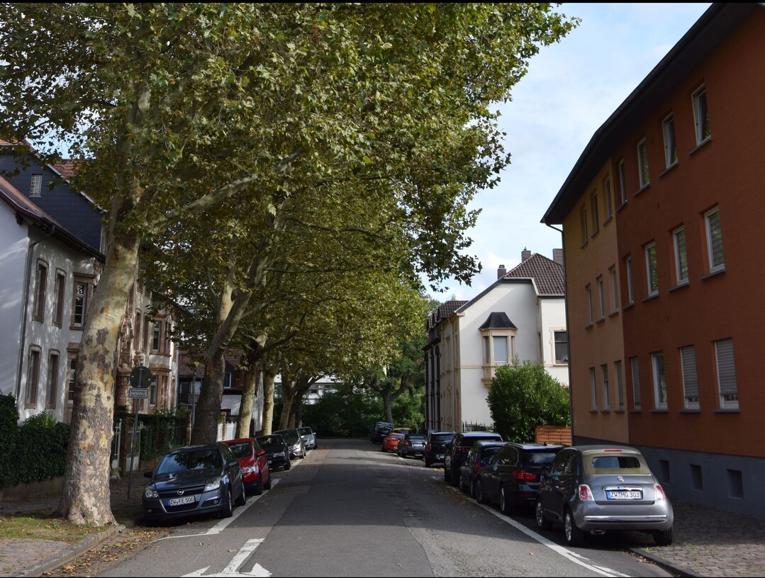 Es müssen nicht immer Großbäume wie Platanen sein, die für enge Straßen oft zu groß sind.