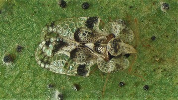 Eichennetzwanze