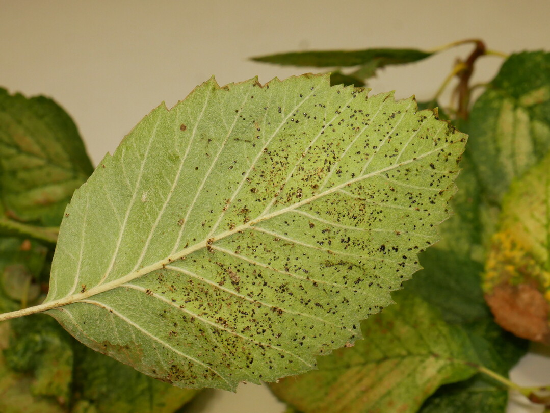 Kotkrmel an Sorbus