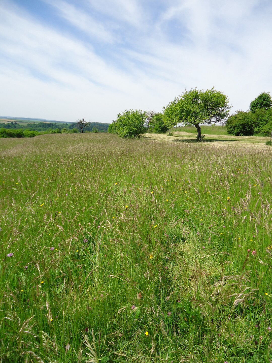 In vielen Teilen Deutschlands prgen blhende Wiesen im Frhling und Sommer die Landschaft  wie diese Magerwiese in Dettingen im Landkreis Tbingen.