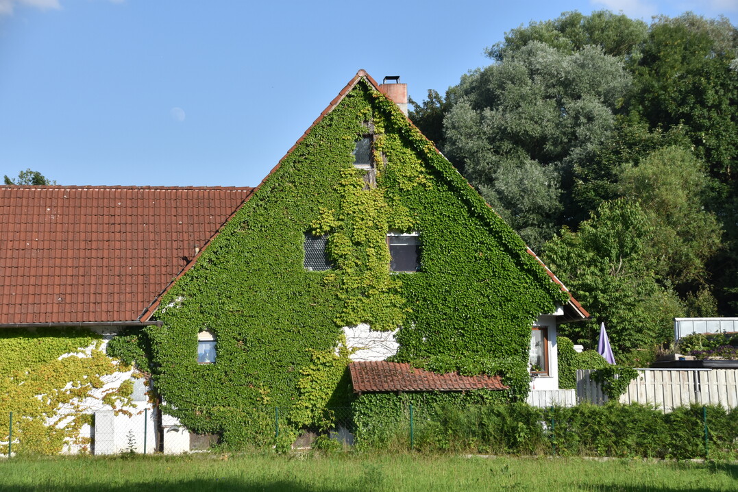 Fassadenbegrnungen (hier mit Parthenocissus) senken deutlich die Temperatur an der Fassade und binden Stickstoff sowie Feinstaub. Diesen Effekt haben Wissenschaftler aus NRW in Studien belegt.