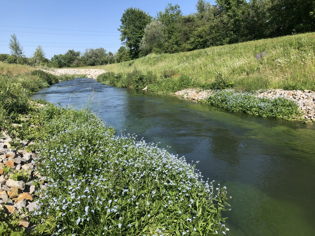 Fliegewsser bieten gleich zahlreiche Biotope - im Wasser, mit Wasseranschluss, wasserbeeinflusst und trocken. Deswegen sollten sie sehr bewusst und schonend geflegt werden. Das heist, dass Eingriffe in die Sohle und den direkten Uferbereich nur wenn unbedingt ntig erfolgen sollten. Pestizide und Dnger sind im Einzugsbereich des Gewssers tabu! Die Mahd sollte maximal einmal im Jahr erfolgen, das Mhgut schonend abgerumt werden.