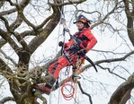 Die Durchführung von seilunterstützen Baumpflegeverfahren setzt voraus, dass der Anwender entsprechende Fachkundelehrgänge absolviert.