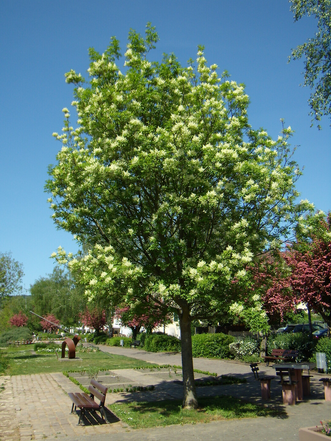 Blhende Blumen-Esche