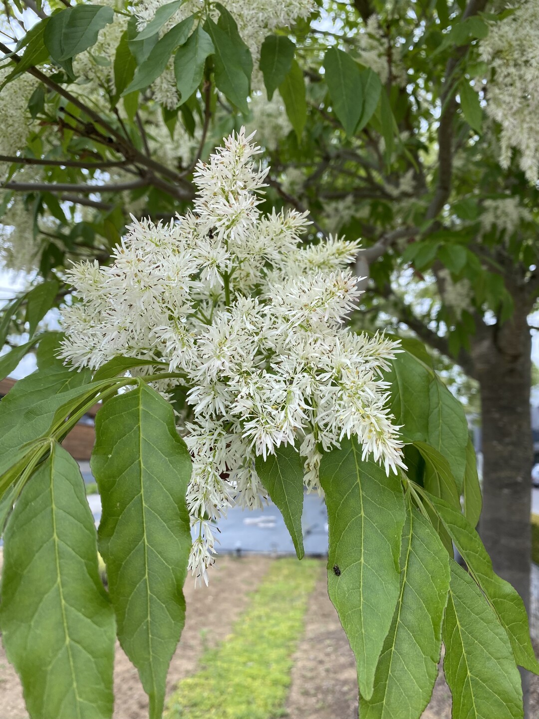 Die schnen und duftenden Blten von Fraxinus ornus im Detail.