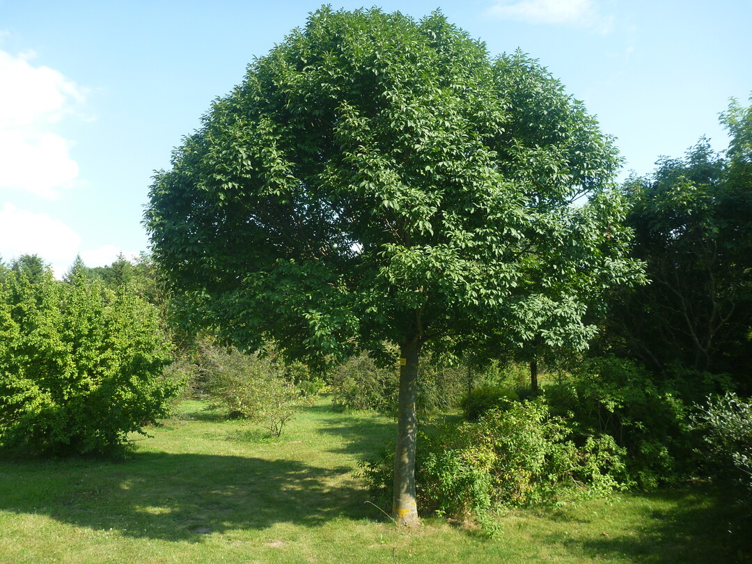 Die Sorte "Mecsek" im Sichtungsgarten und als Hausbaum.
