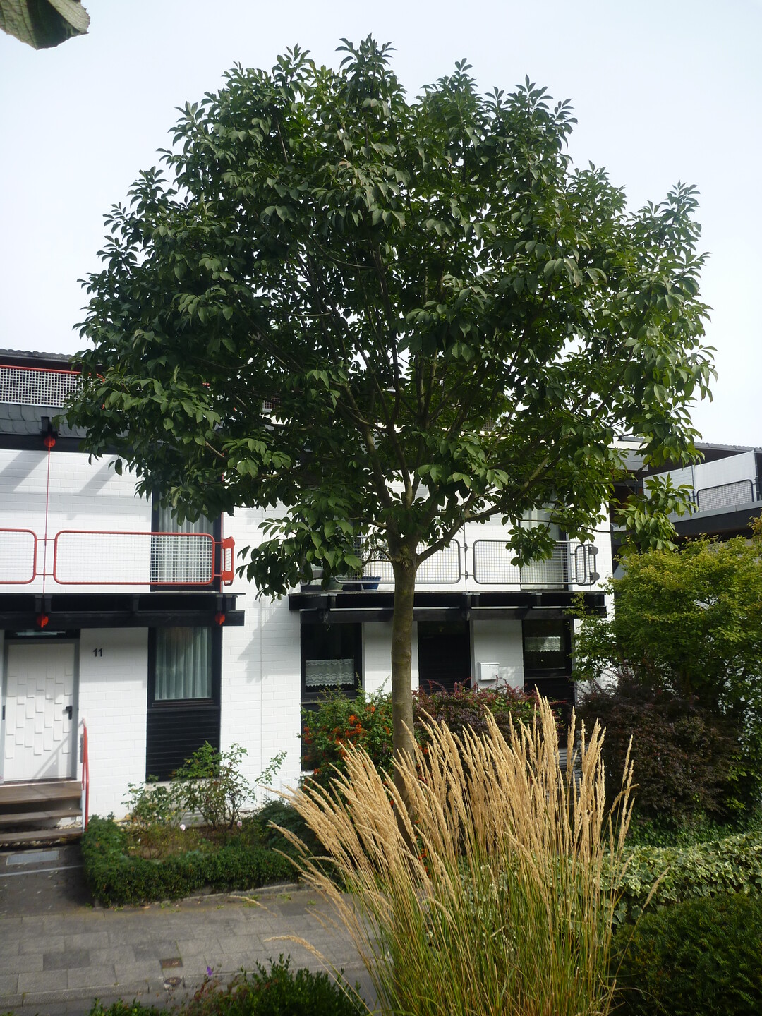 Die Sorte "Mecsek" im Sichtungsgarten und als Hausbaum.