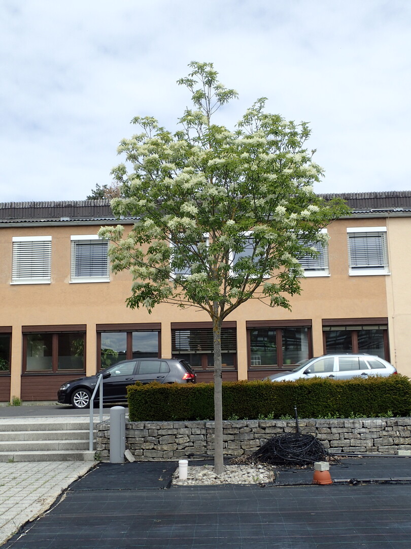 Fraxinus ornus "Obelisk" in verdichtbaren Baumsubstrat ...