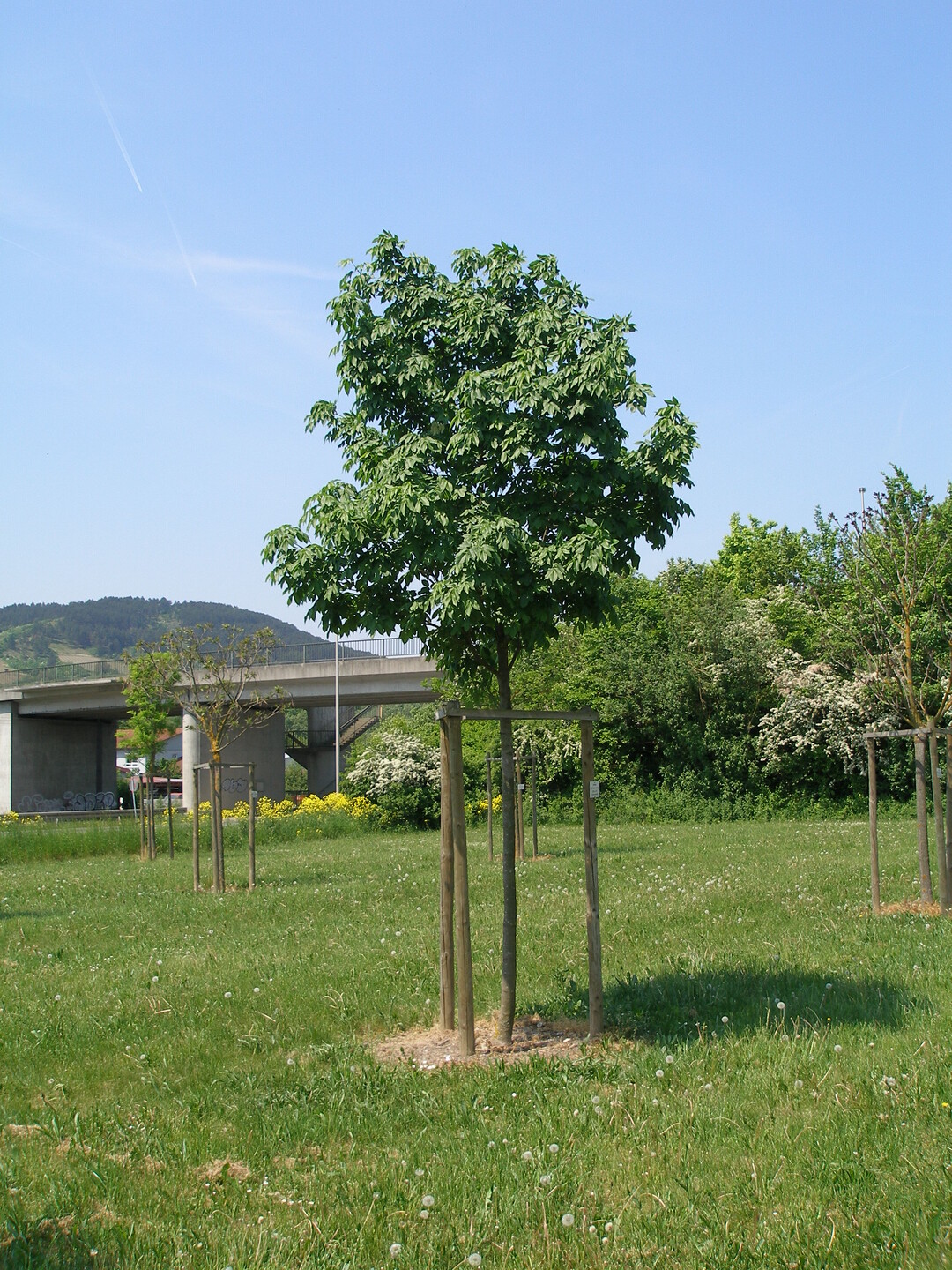 Fraxinus ornus "Obelisk", frei stehendes Exemplar.
