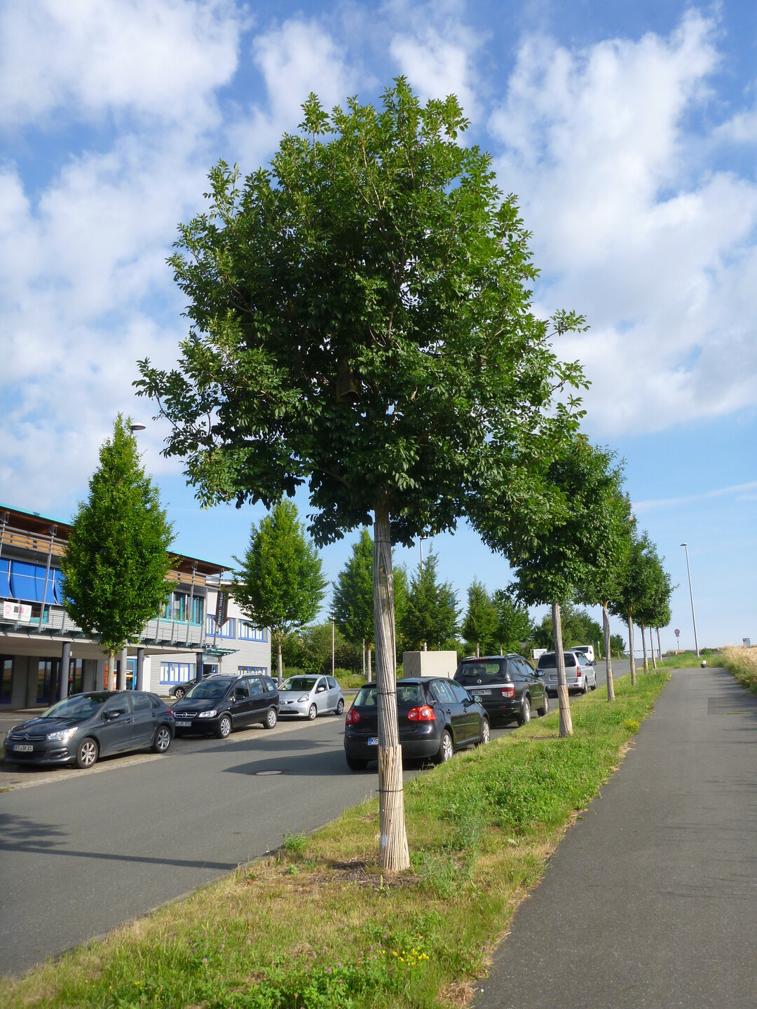 Fraxinus ornus im Projekt Stadtgrn 2021, Standort Wrzburg.
