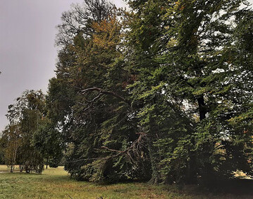 Geschwchte Baumgruppe (Rotbuchen aus dem 19. Jhd.) im Park Sanssouci-Charlottenhof.
