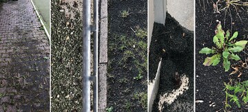 Plastikgranulat von Kunststoffrasenpltzen ist ein riesiges Problem fr die Umwelt, denn es wird leicht ausgetragen und gelangt ber Abflsse in die Gewsser.