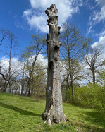 Habitatbaum bei Altenburg. Fraßgänge, Schlupflöcher, Käferkot, Pilzkonsolen, Mulm, Saftflüsse, Spechthöhlen, Blitzrinnen und eingemorschte Kappungsstellen sind nur einige von vielen Merkmalen, die eine Entscheidungshilfe bieten und nicht im Gegensatz zur Verkehrssicherheit stehen müssen.