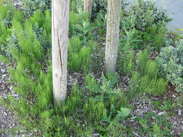 Unkraut im Hausgarten darf nur noch manuell oder mit biologischen Mitteln entfernt werden.<br>