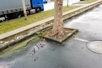Atemnot im Wurzeln  ein hufiges Phnomen bei Stadtbumen an versiegelten oder verdichteten Standorten.