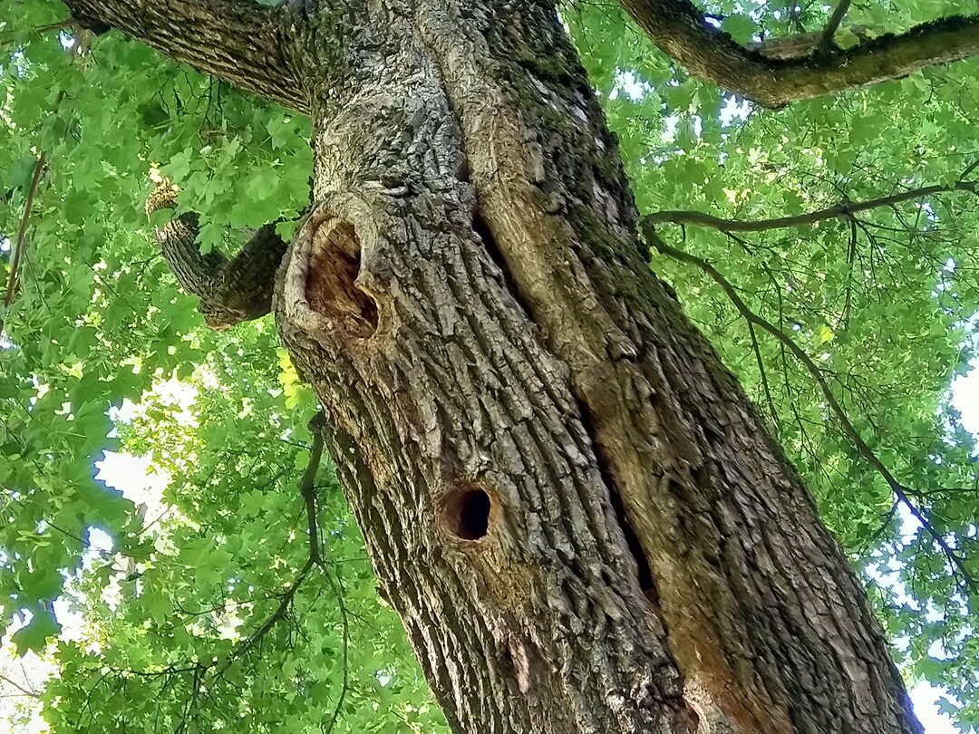 Erhalt einer Stammpartie mit Hhlungen aus einer zurckliegenden Fllung des Nachbarbaumes