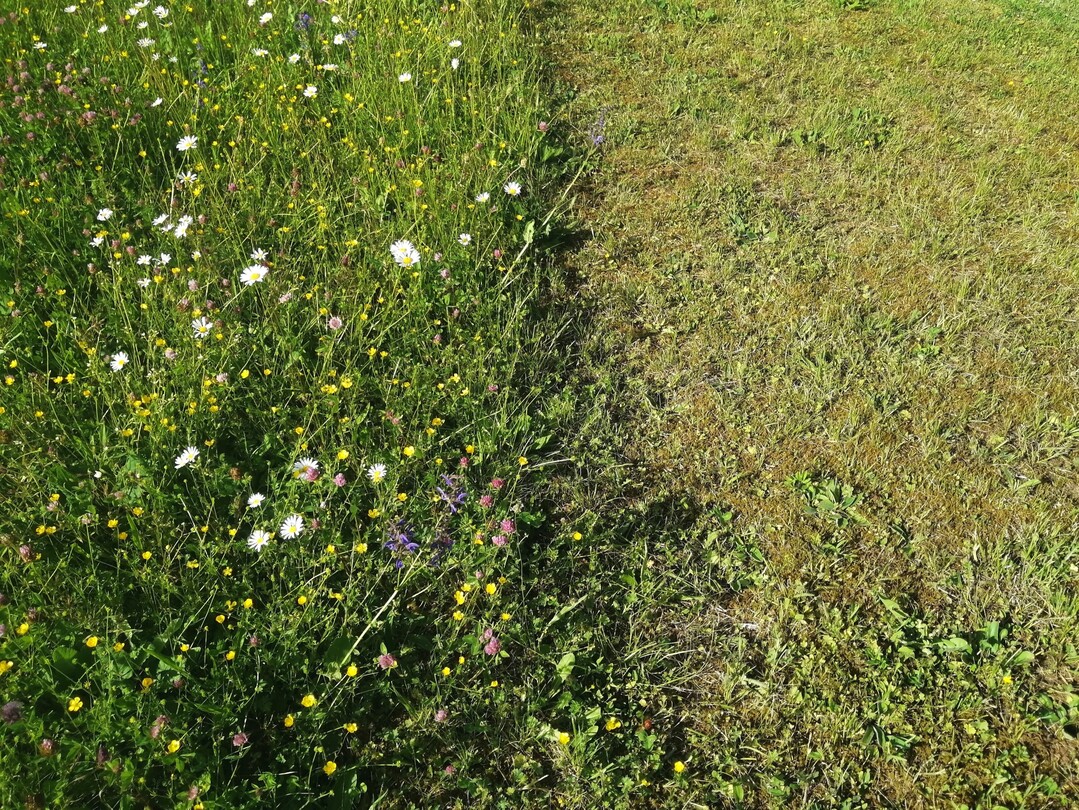 Das abschnittsweise Mhen in Teilflchen zu unterschiedlichen Zeitpunkten ist ein wesentlicher Aspekt des naturfreundlichen Mhens. Hier eine abschnittsweise  in diesem Fall geradlinig - gemhte Magerwiese.