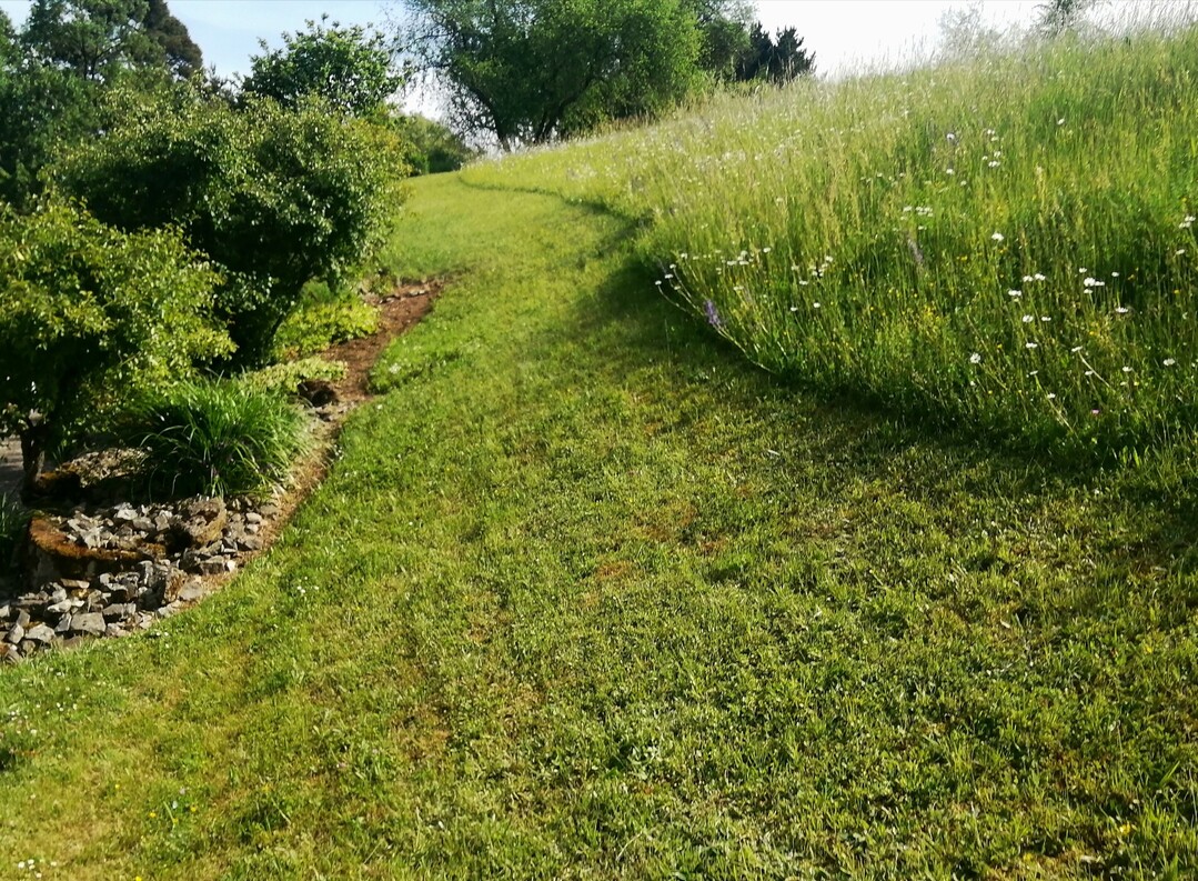 Abschnittsweise  hier in kurvigen Abschnitten parallel zum Hang - gemhte Magerwiese im Botanischen Garten in Wrzburg