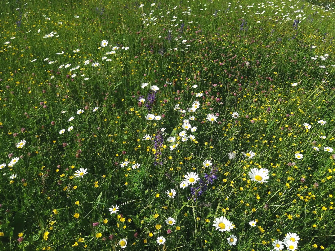 Extensiv und schonend gemähte Magerwiese mit typischen blühenden Kräutern wie Wiesen-Margerite (Leucanthemum vulgare) und Wiesen-Salbei (Salvia pratensis)..