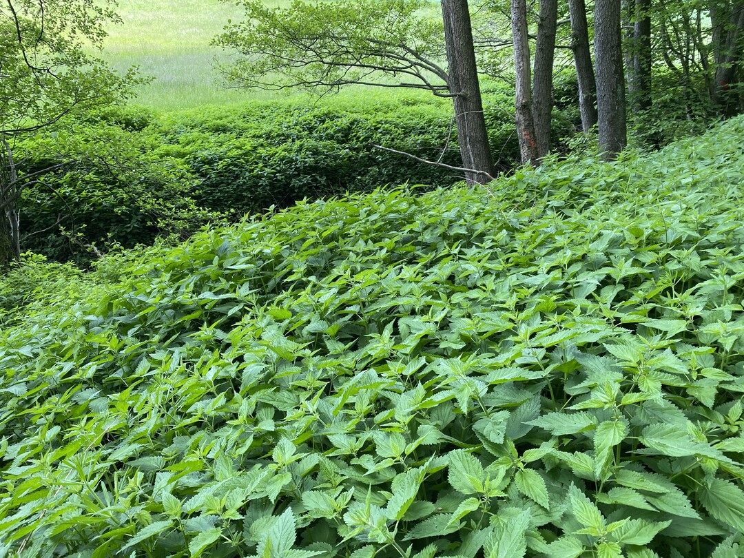 Der Stickstoffeintrag - besonders aus der Landwirtschaft - sowie aus der Ablagerung von organischer Substanz (wie hier) sorgt dafr, dass Biotope (hier ein Quellsumpf) in Siedlungsnhe von Brennnessel und Neophyten berwuchert werden. Qualifizierte Pflege bedeutet hier, das Mhen und Verwerten des Schnittgutes im Rahmen eines kommunalen Biomassekonzeptes.