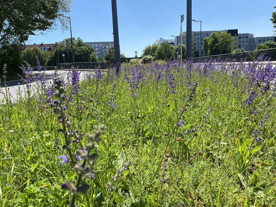  Solche mit magerer Wiesenvegetation bewachsenen Straenrnder sollten mglichst lange stehen bleiben, bevor die jhrliche Mahd mit anschlieendem Abrumen der Flche erfolgt. 