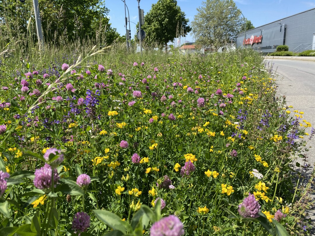 Solche mit magerer Wiesenvegetation bewachsenen Straenrnder sollten mglichst lange stehen bleiben, bevor die jhrliche Mahd mit anschlieendem Abrumen der Flche erfolgt.