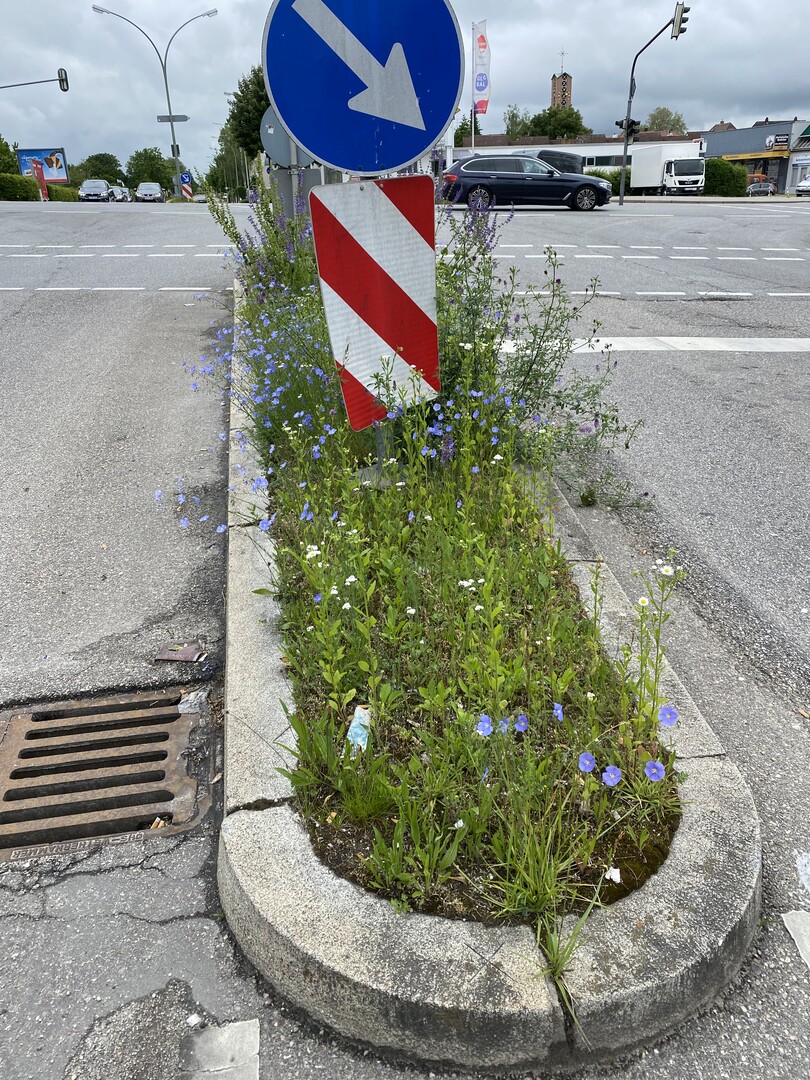 Raum ist auf der kleinsten Flche: Solange die Vegetation die Verkehrssicherheit nicht gefhrden, sind solche Flchen gut fr den Artenschutz und die Optik; denn sie machen den monotonen Straenraum grner.