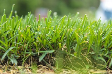 Startschuss fr die Gartensaison - mit Rasen-Profi Schwab starten mit mit einem saftigen Grn ins Frhjahr.