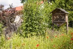 Urbaner Insektenlebensraum in Bayreuth.