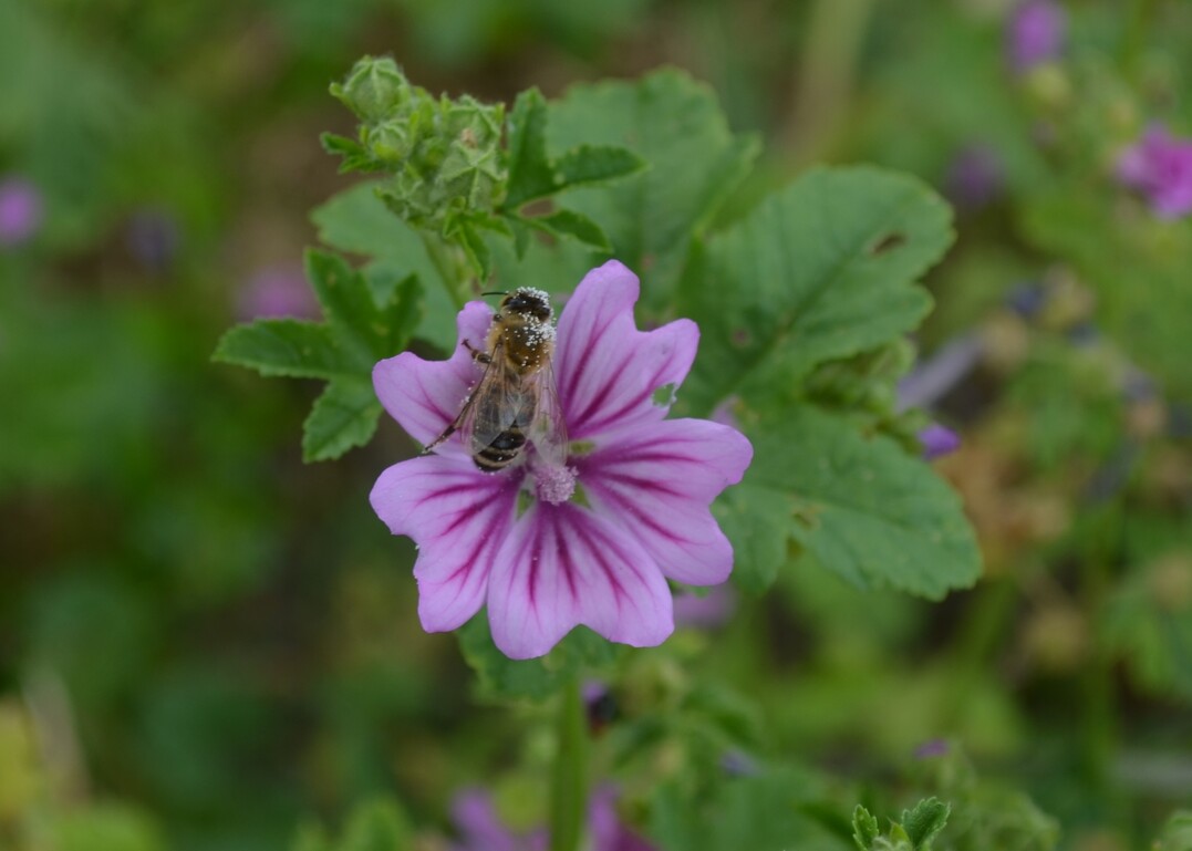 Neue Gefahr fr Bienen: Insektizide mit Flupyradifuron im Zulassungsverfahren.