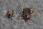 Hyalomma-Zecken sind deutlich größer als der heimische Holzbock