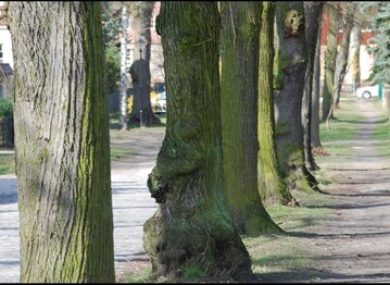 B�ume verbessern nicht nur das Klima eines Quartiers - sie sorgen auch f�r Leben und erh�hen die Aufenthaltsqualit�t.