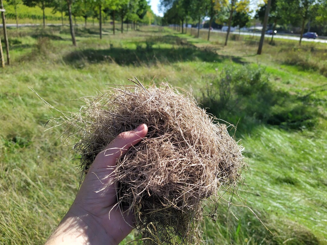 Das Abrumen des Mhguts ist ein wesentliches Kriterium der naturfreundlichen Mahd. Doch wohin mit dem abgerumten Mhgut? Abseits von landwirtschaftlichem Grnland stellt die Frage nach einer nachhaltigen Verwertung des Mhguts gerade fr Kommunen und Bauhfe oft eine Herausforderung dar. Hufig wird das Mhgut kompostiert. Daneben gibt es inzwischen viele weitere stoffliche, energetische und kombinierte Verwertungsmglichkeiten. Letztendlich muss unter den konkreten Gegebenheiten vor Ort eine praktikable Lsung gefunden werden.