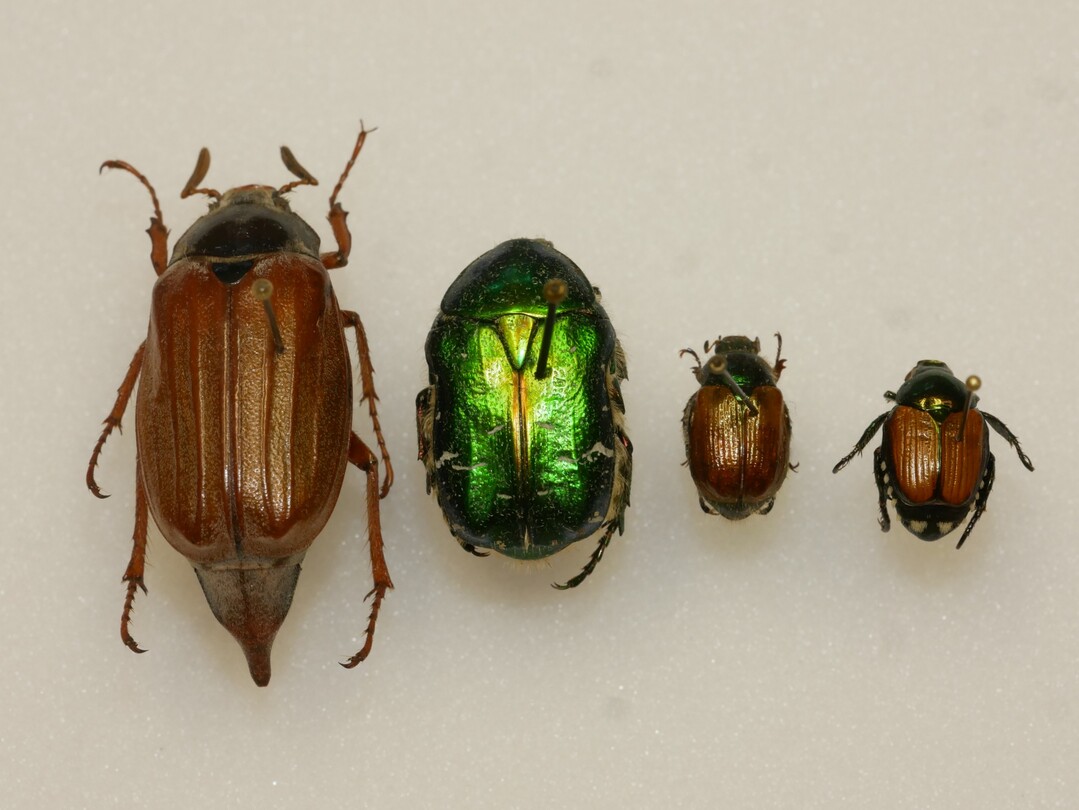 Käfer im Vergleich: Maikäfer, Rosenkäfer, Gartenlaubkäfer und der Japankäfer (rechts im Bild)<br>